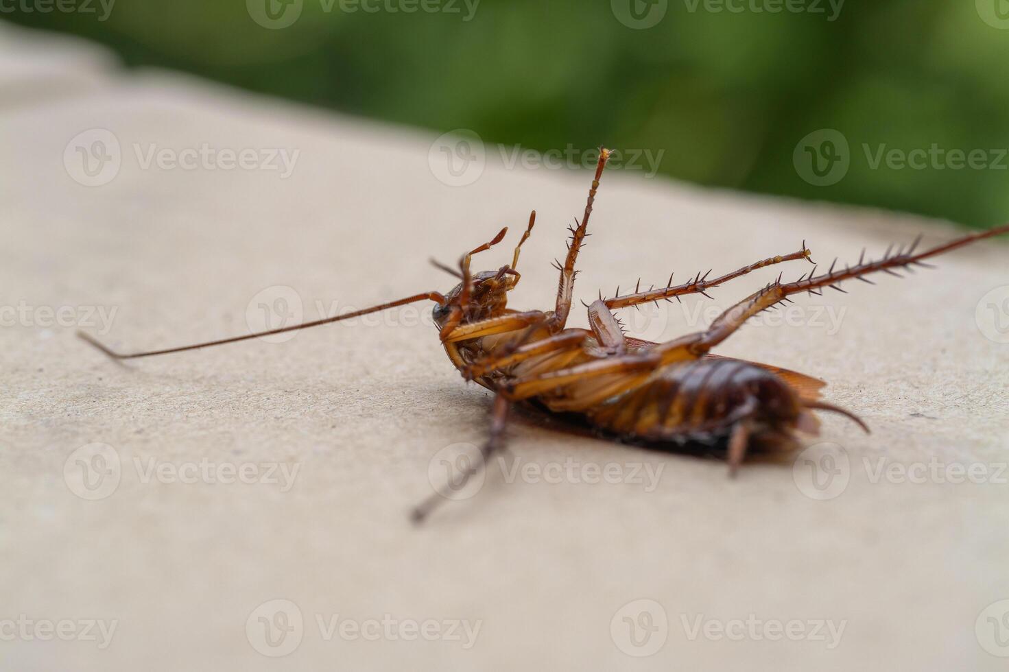 Insect encounter cockroach discovery flat surface indoor environment close-up view photo