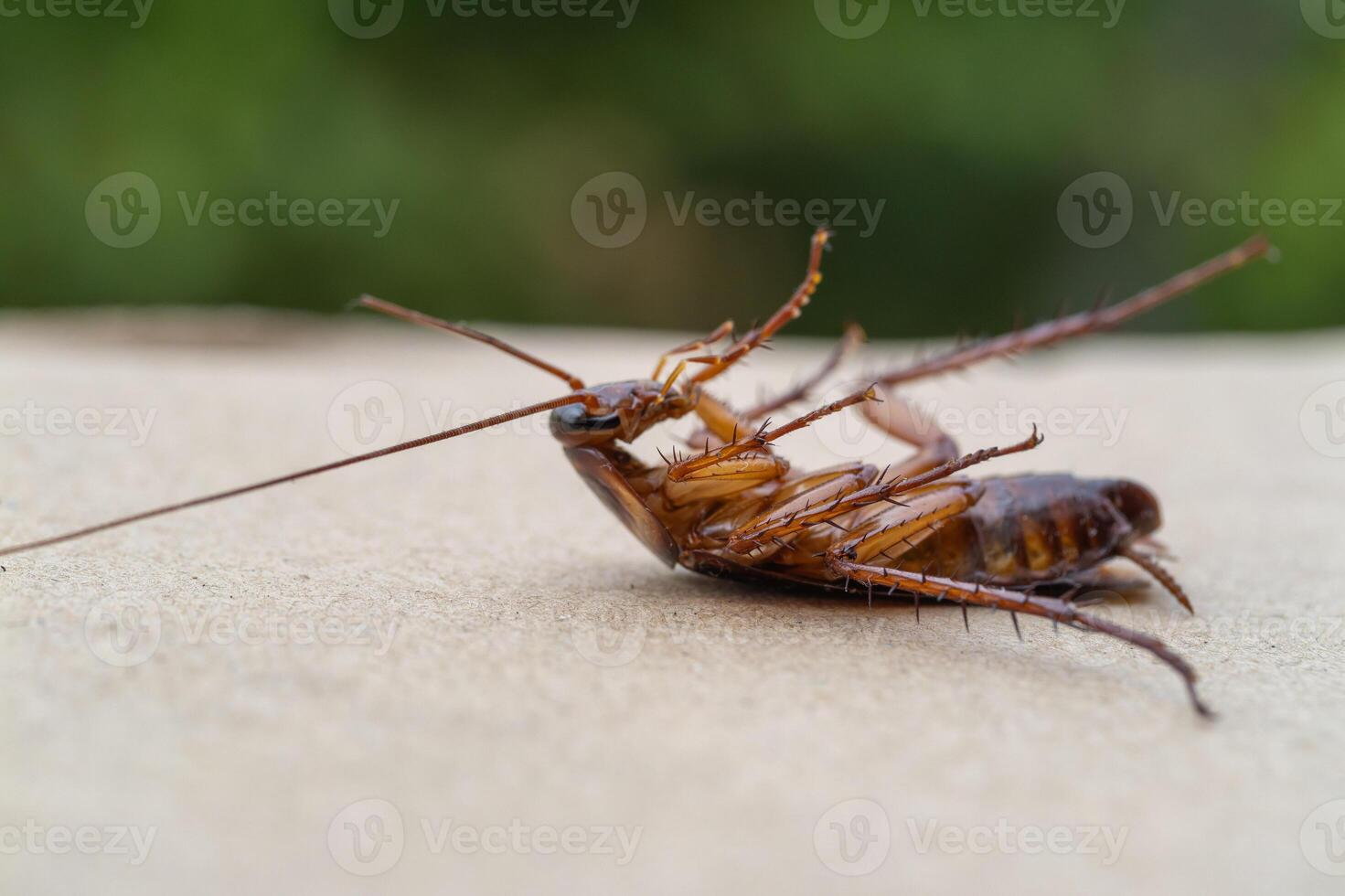 Cockroach encounter urban environment insect close-up nature macro view photo