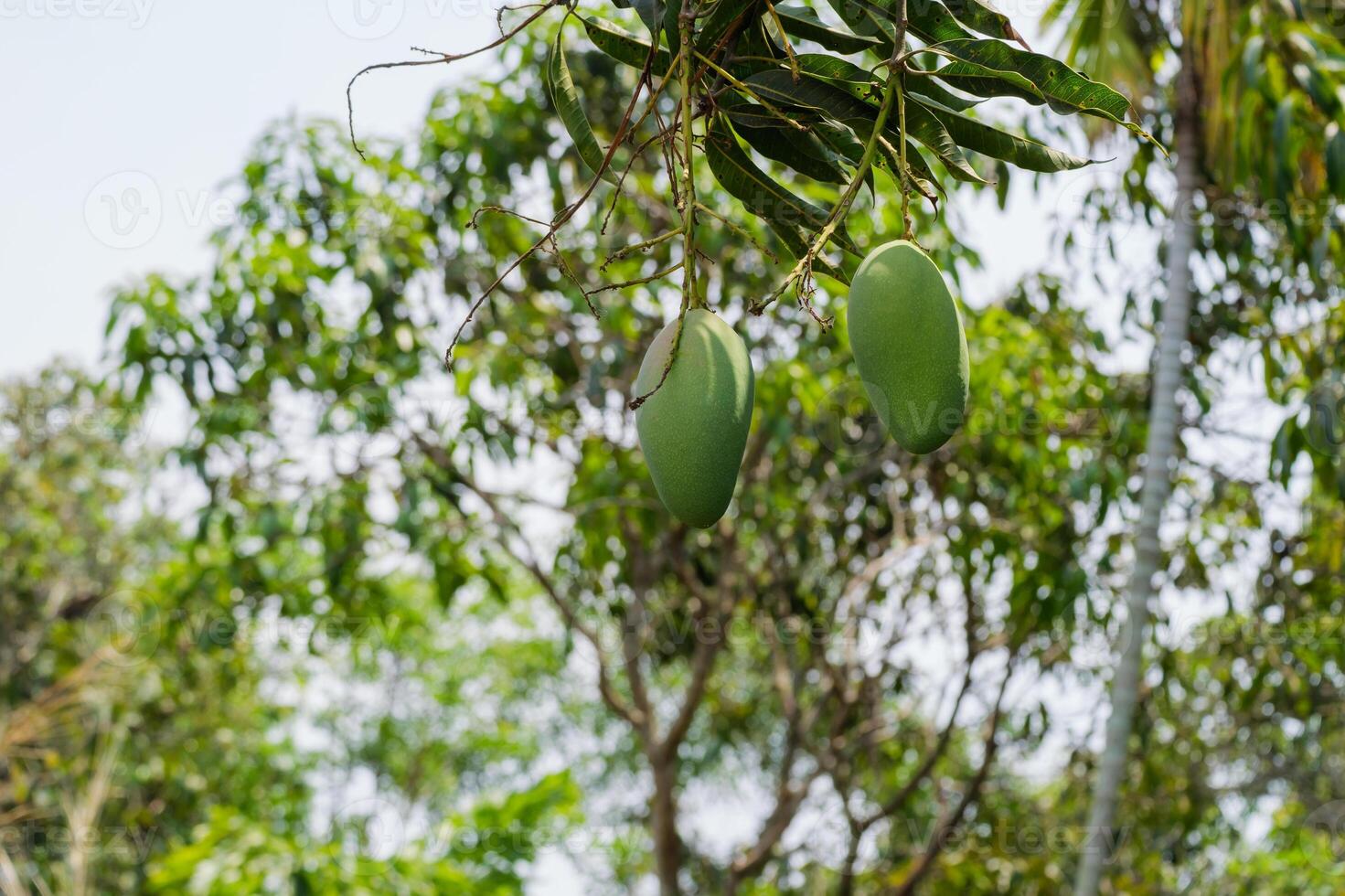 Mango growth stages in tropical farms nature scene fresh produce green environment up close view photo
