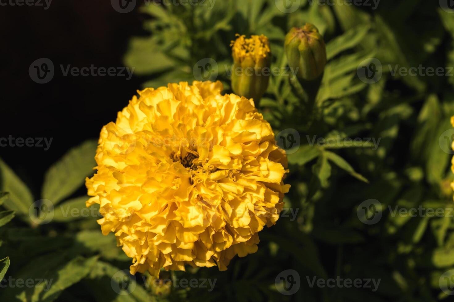 Growing vibrant yellow marigolds in a garden a guide to floral care and beauty photo