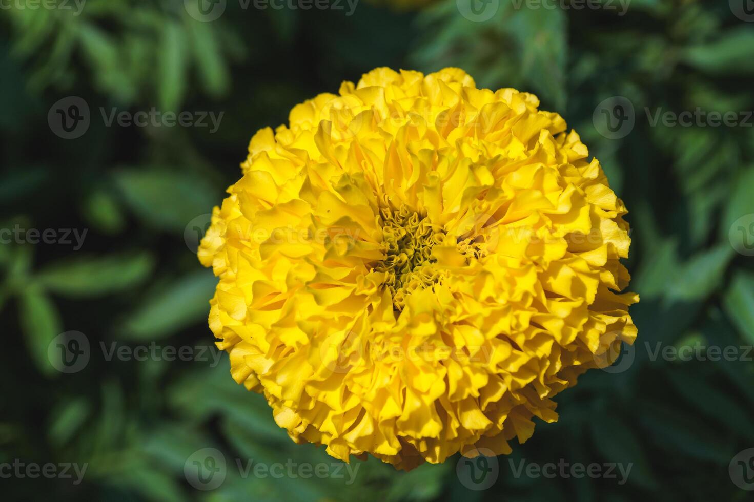 Vibrant yellow marigold flower botanical garden close-up natural setting top view plant beauty photo