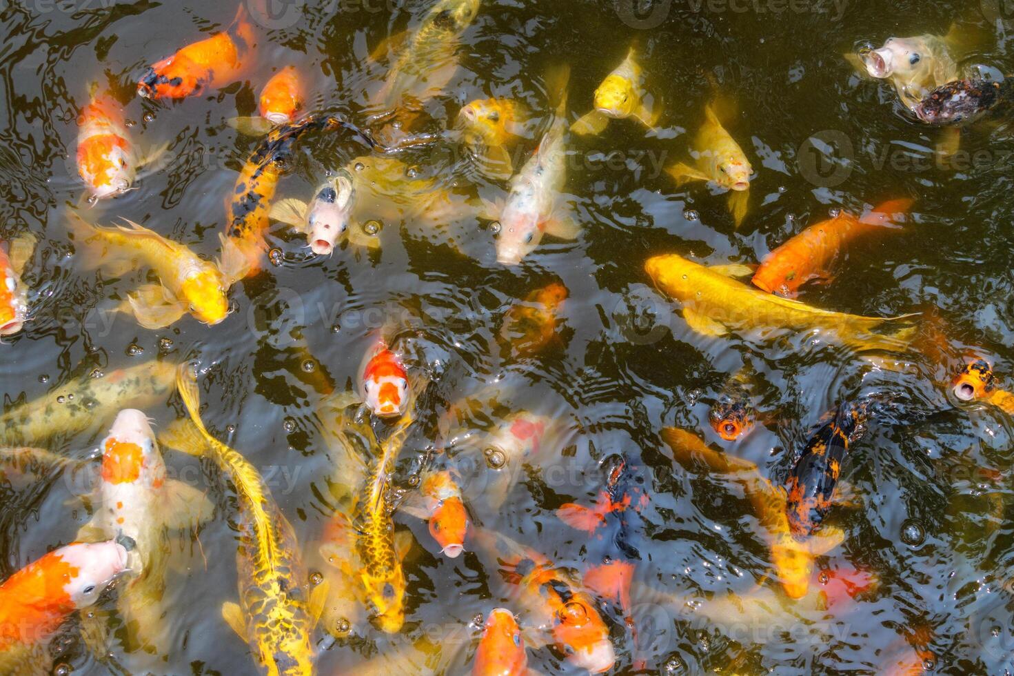 Koi fish feeding event in tranquil pond aquatic life serene nature scene overhead view photo