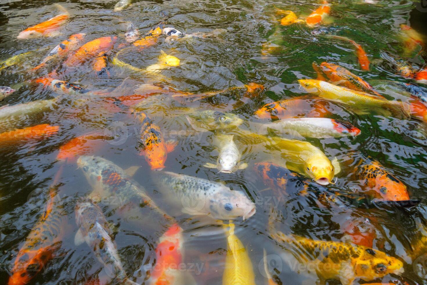 Swimming koi fish in tranquil pond nature scene vibrant colors serene environment photo