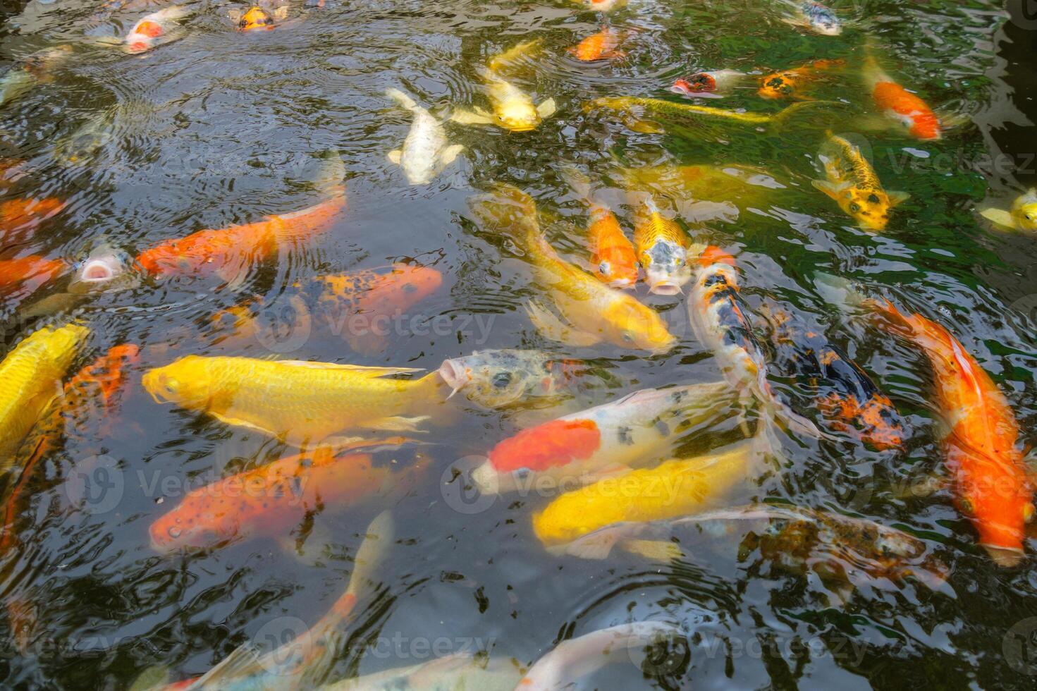 Colorful koi fish swimming in tranquil pond nature scene water habitat serene environment photo