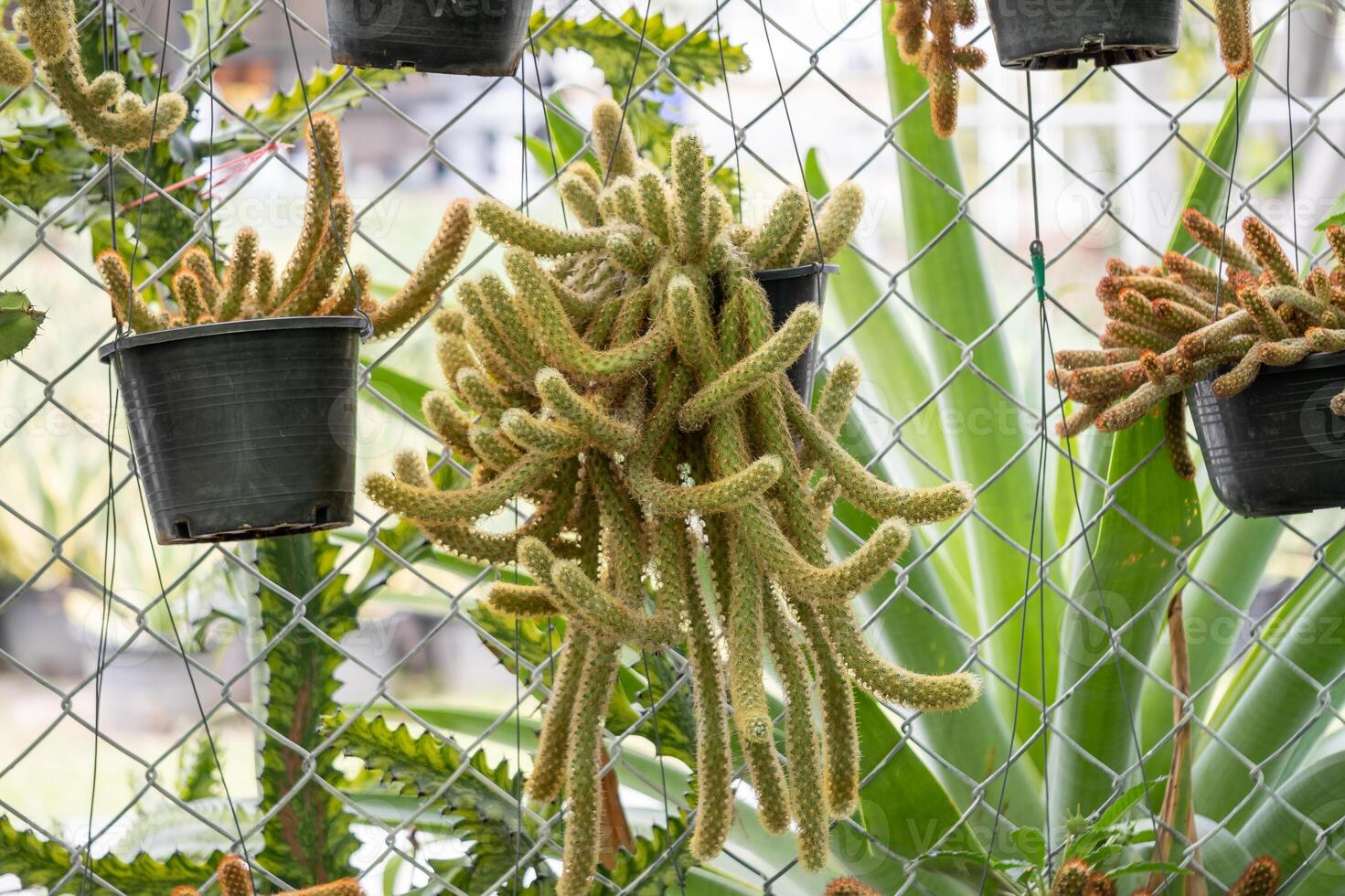 Cactus showcase unique hanging varieties urban garden bright environment close-up view photo