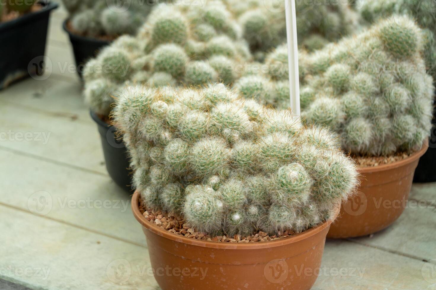 Cactus collection home garden plant display indoor environment close-up view botanical concept photo