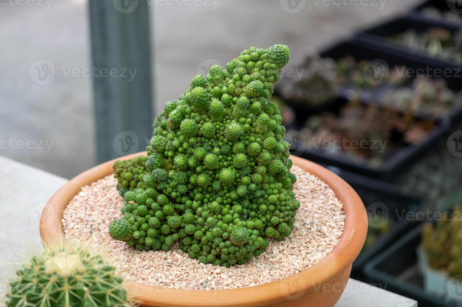 Unique cactus formation display greenhouse nature close-up view botanical concept photo