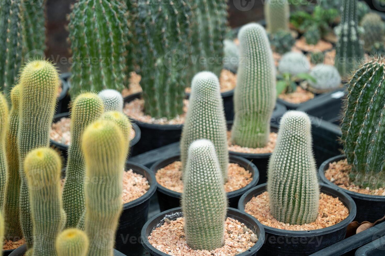 Cactus gathering desert garden vibrant arrays of unique plants captured close-up nature's beauty photo