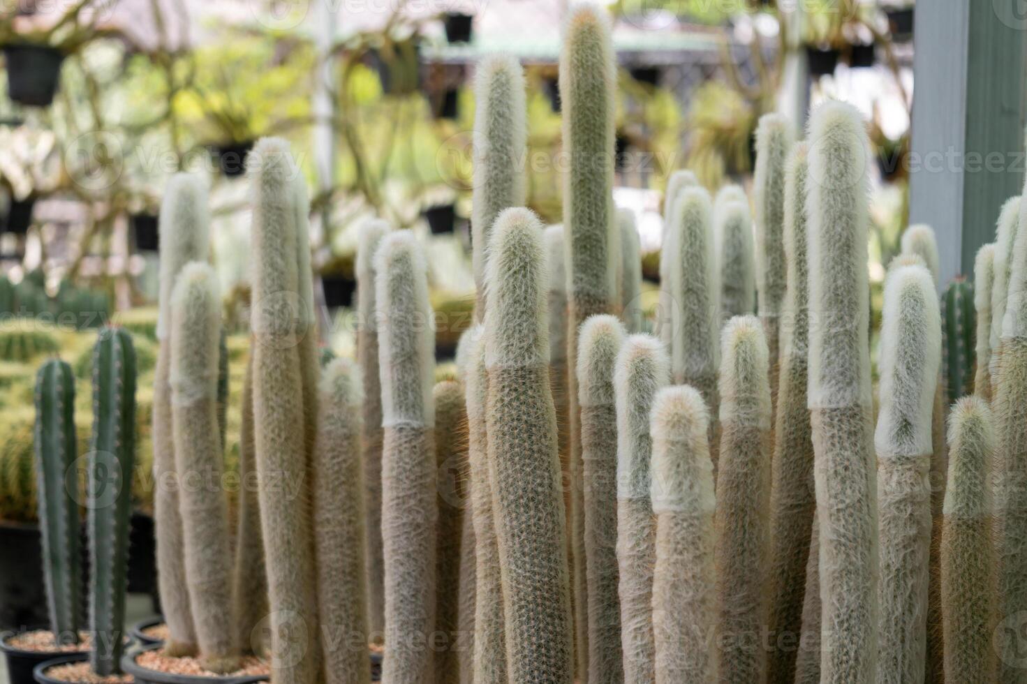 Cactus collection showcase botanical garden plant natural environment close-up view growth concept photo