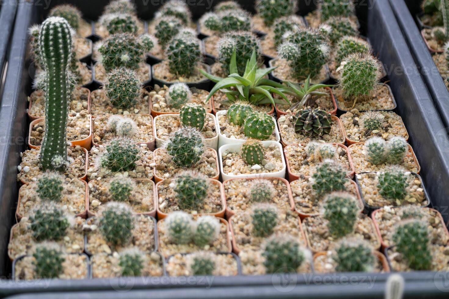 Cacti care event exploring unique cactus varieties nature's garden environment photo