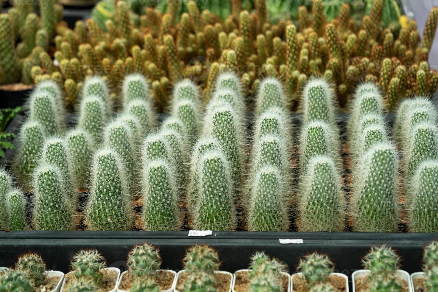 Vibrant cactus display a close-up showcase the botanical garden's sunny environment photo