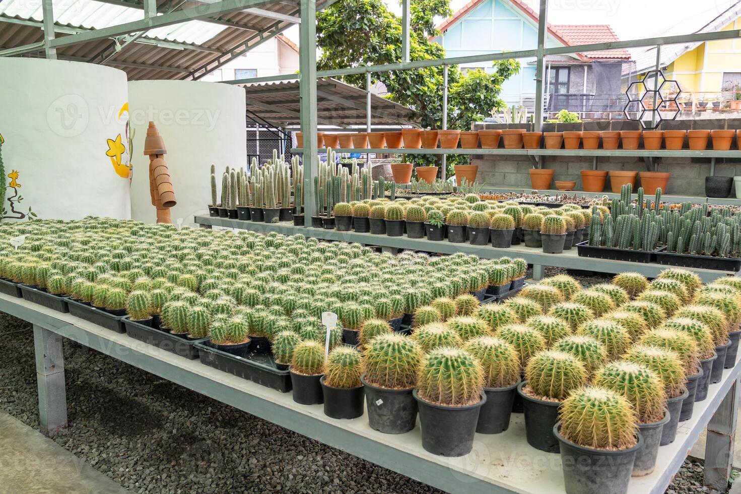 Cactus exhibition a peaceful botanical garden ground-level nature display photo