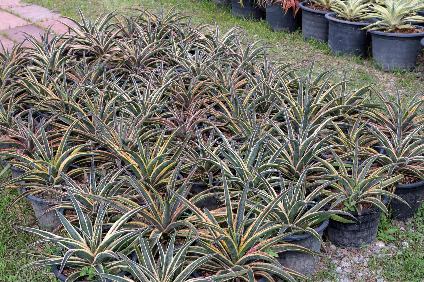 Cactus plants showcase greenhouse natural setting close-up growth dynamics photo