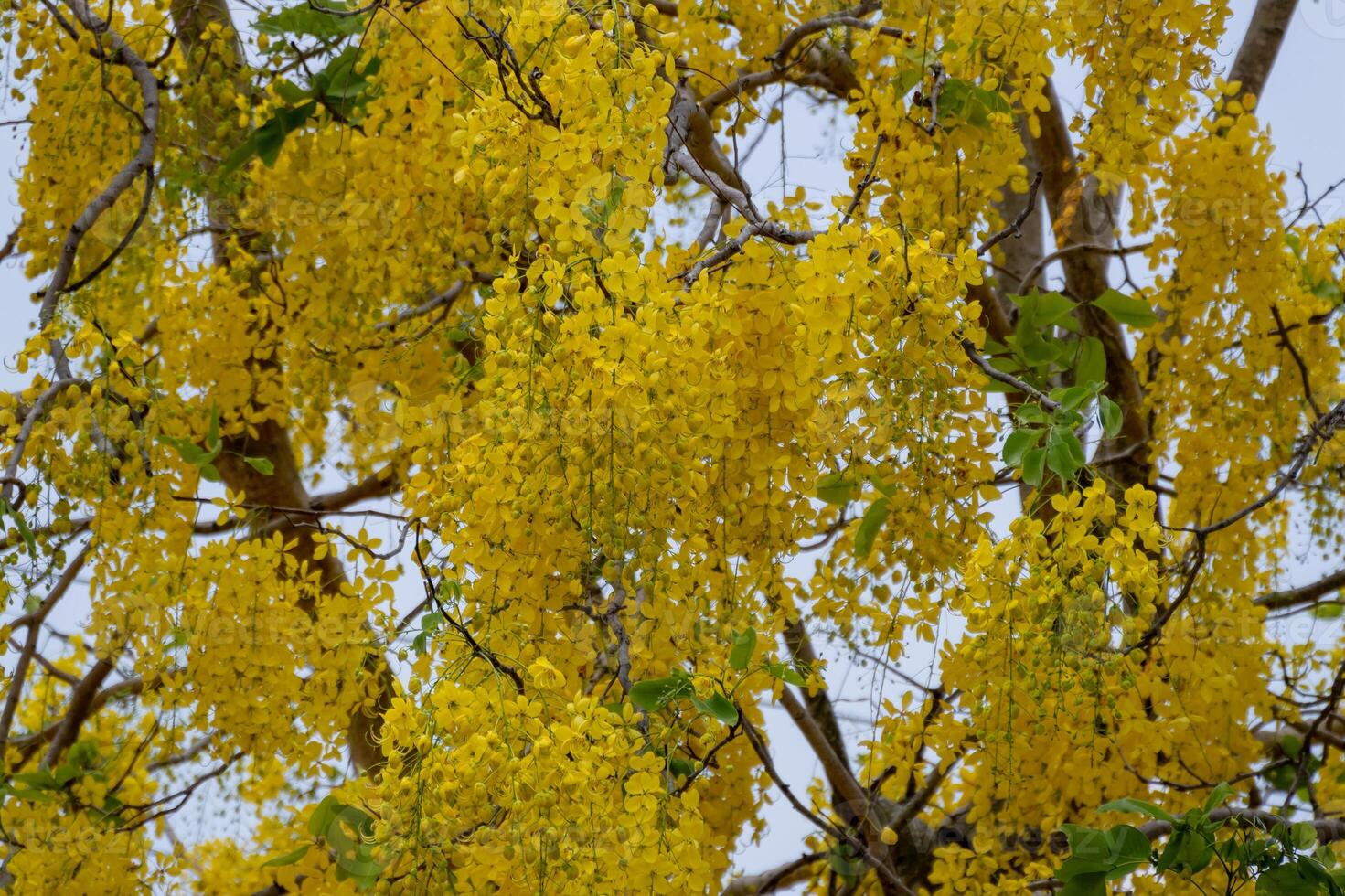 Breathtaking blossoms of yellow cassia trees tropical garden nature serene atmosphere close-up view photo