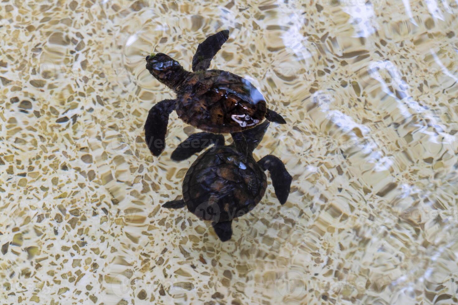 Turtle exploration marine habitat wildlife underwater scene aerial view conservation insights photo