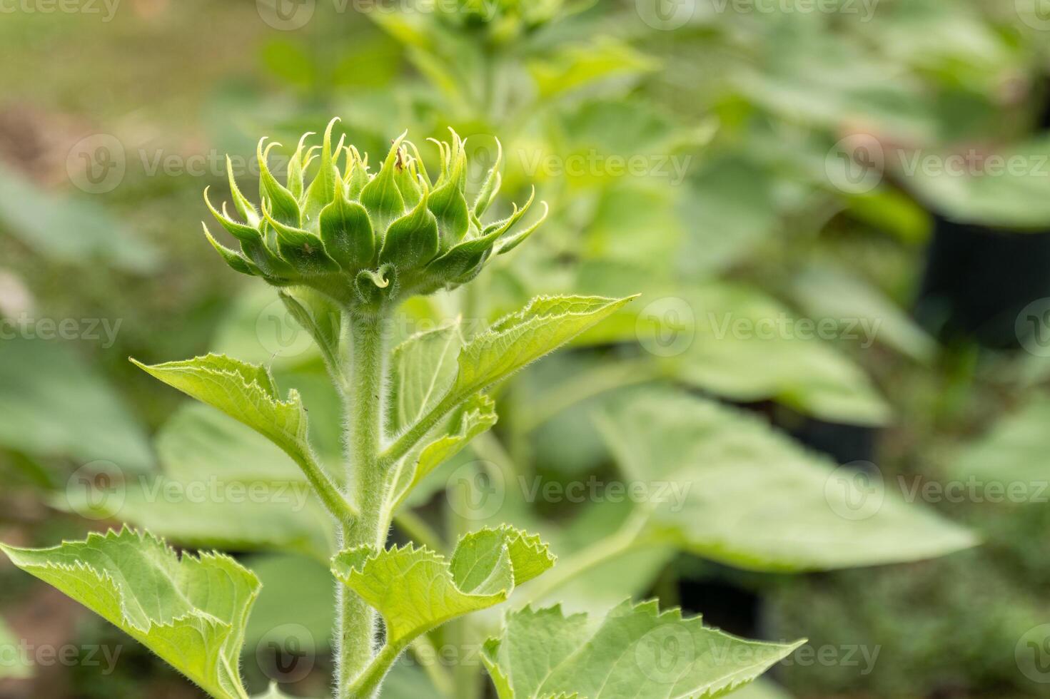 Emerging sunflower buds farm field nature green environment close-up growth concept photo