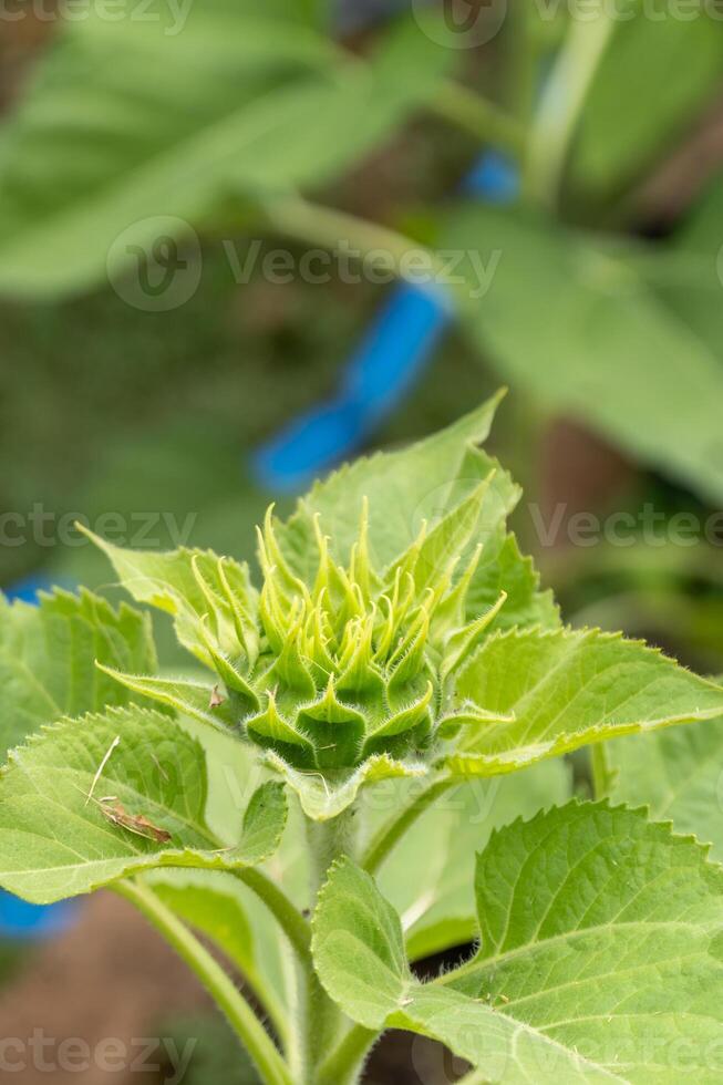 Growth of sunflower buds in a garden nature close-up view fresh environment photo