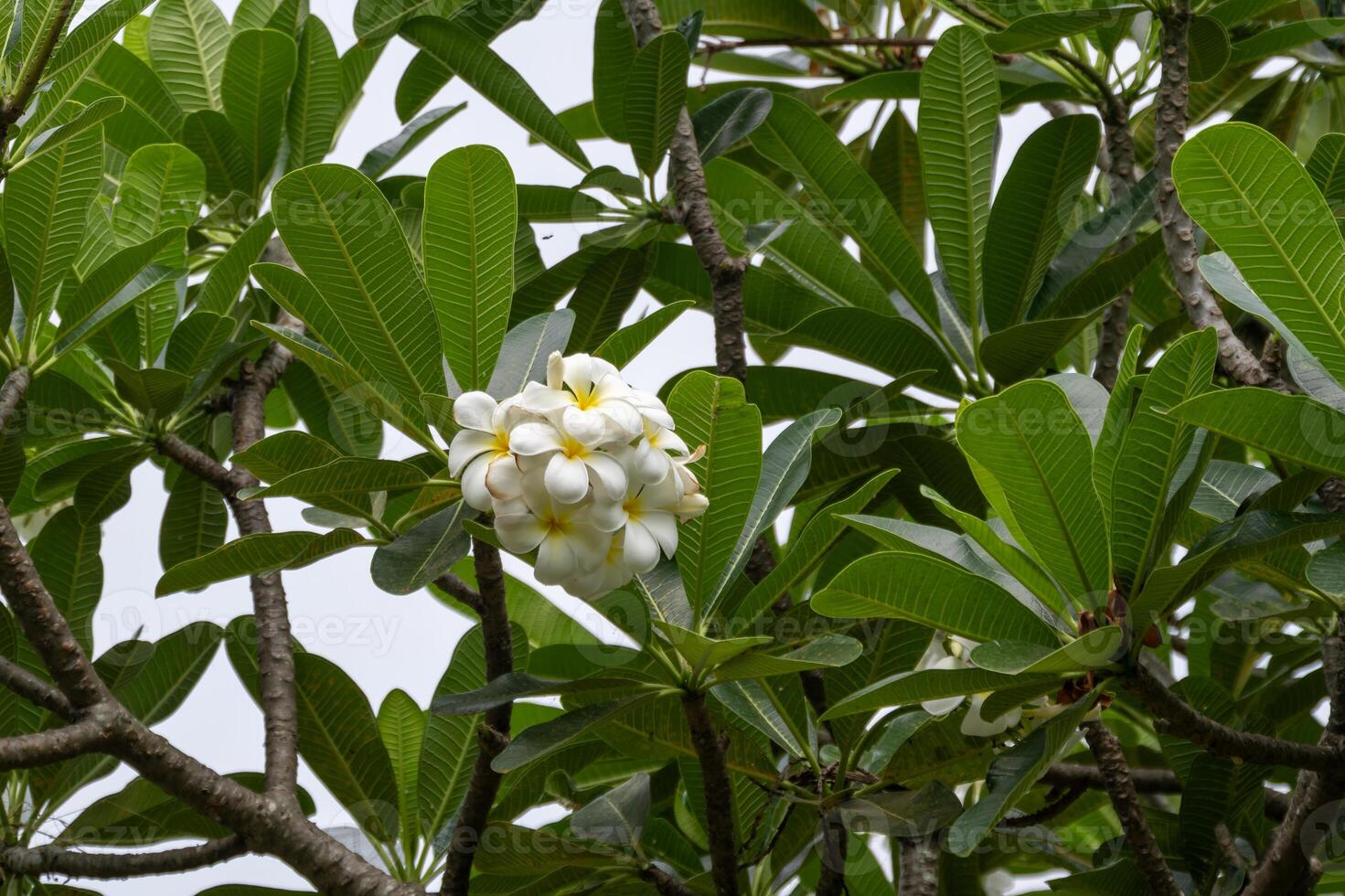 Budding plumeria flowers in tropical garden nature lush environment photo