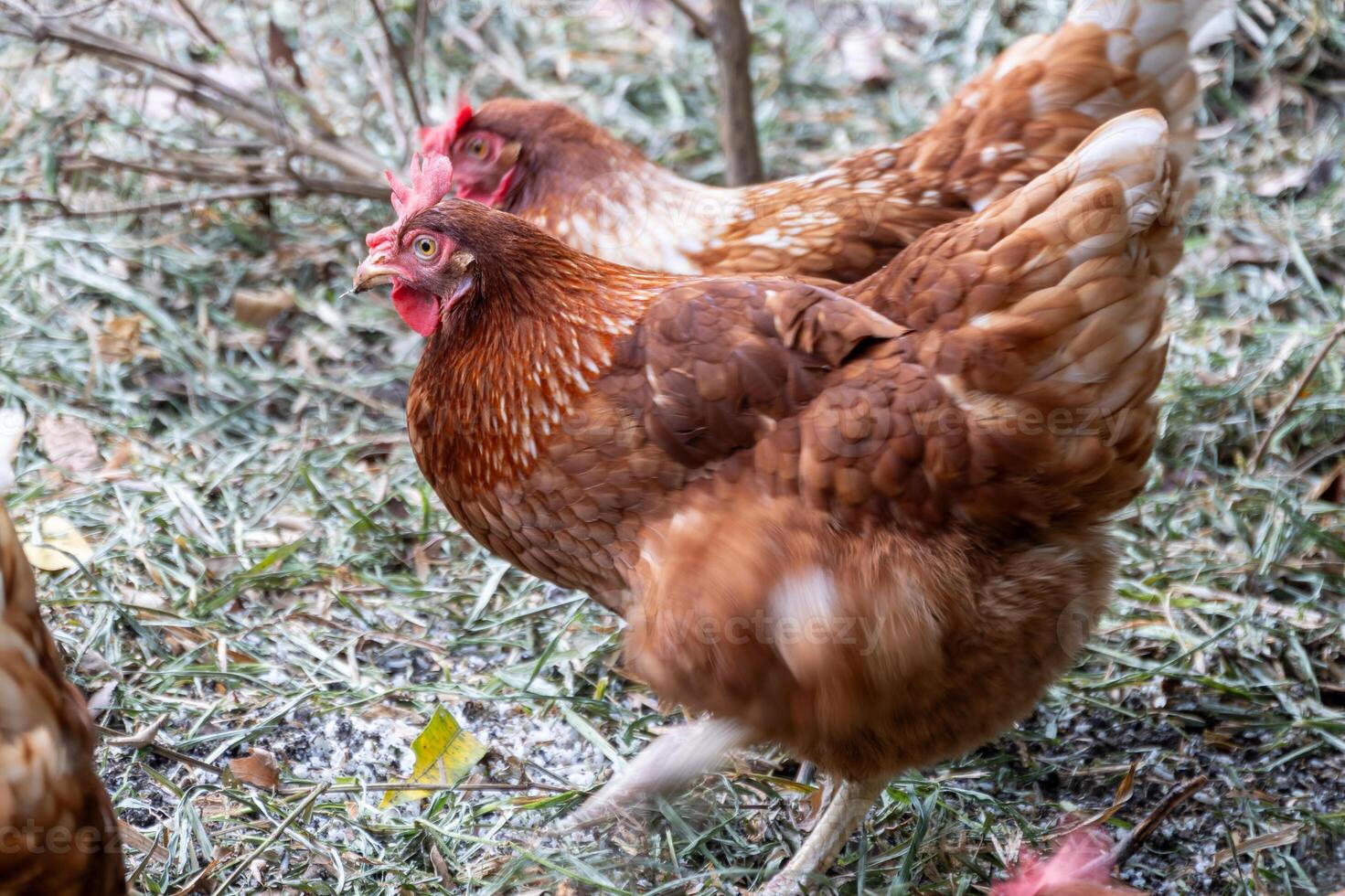 Chickens roaming freely in a lush farmyard nature outdoor view vibrant scene photo