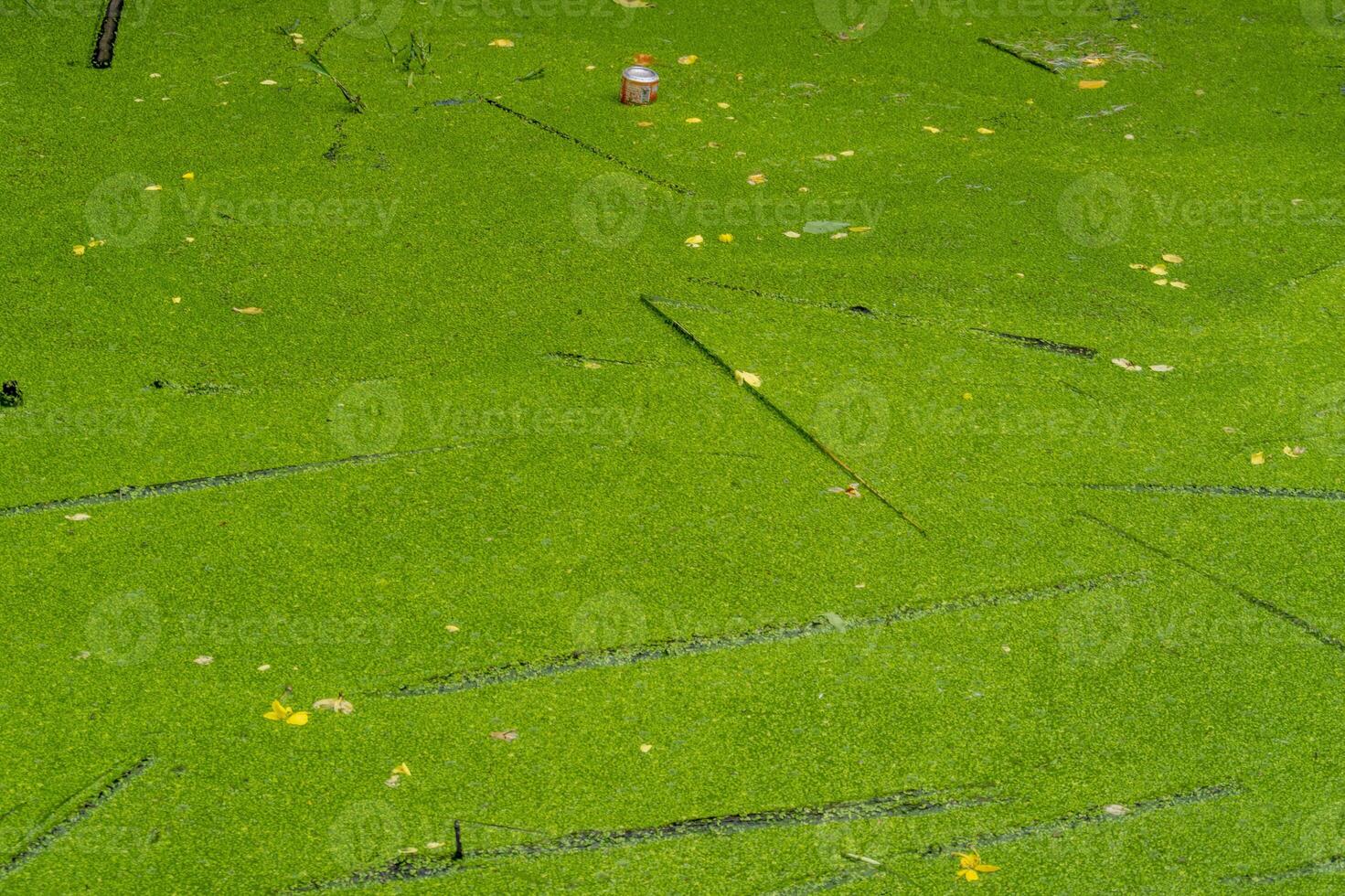 Exploring nature's serenity a lush green marshland with freshwater surface outdoor aerial view photo