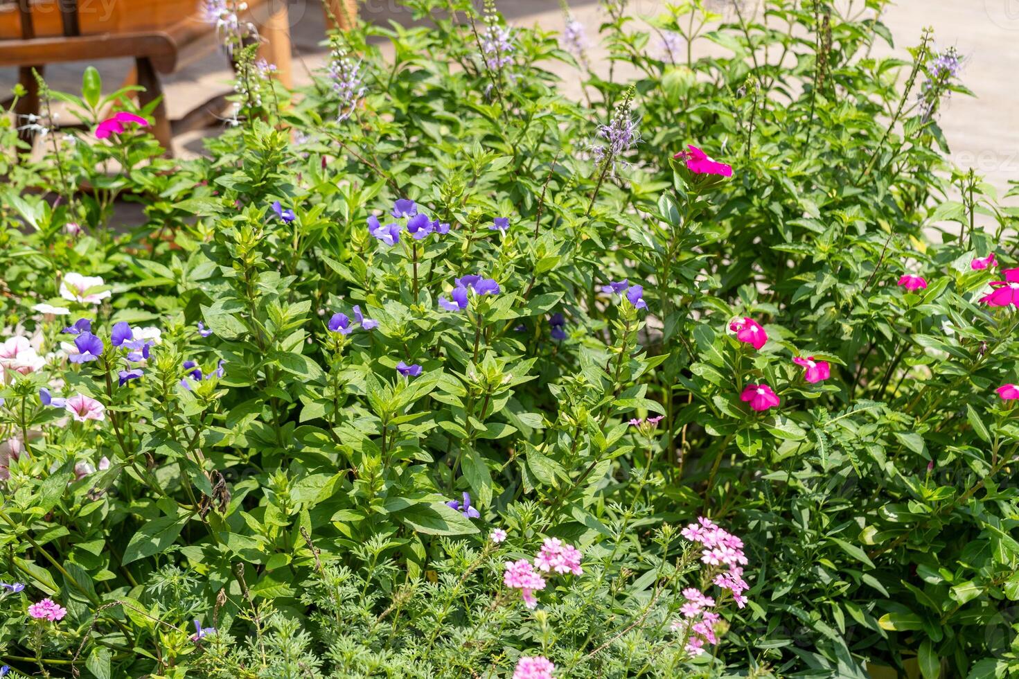 Vibrant flower display garden outdoor close-up nature's beauty photo