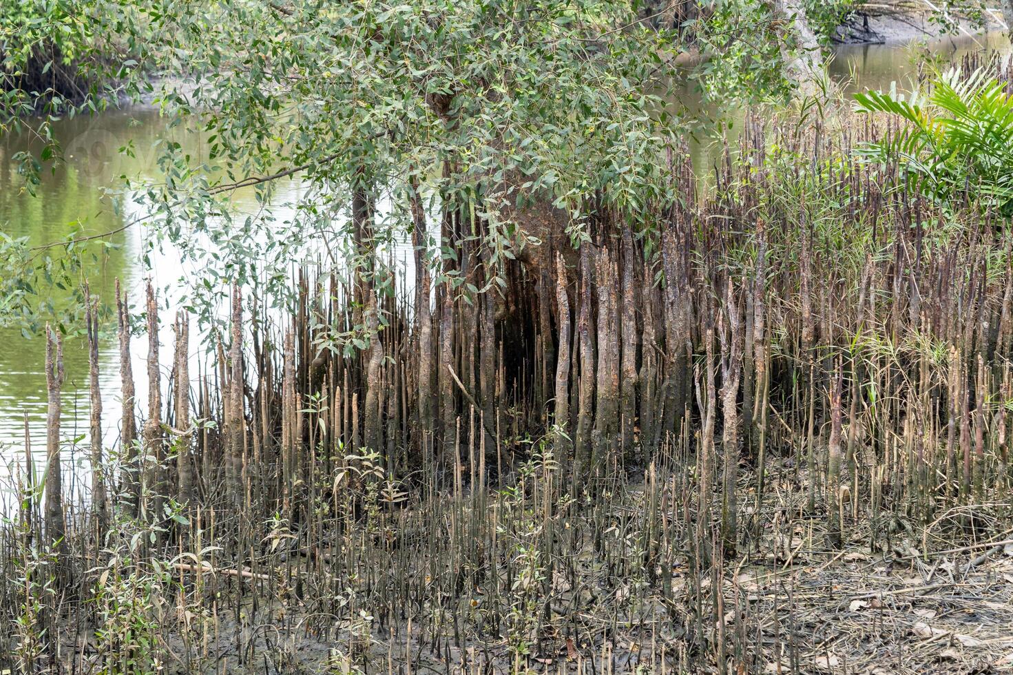 Understanding mangrove ecosystems nature's resilience and ground-level conservation awareness photo
