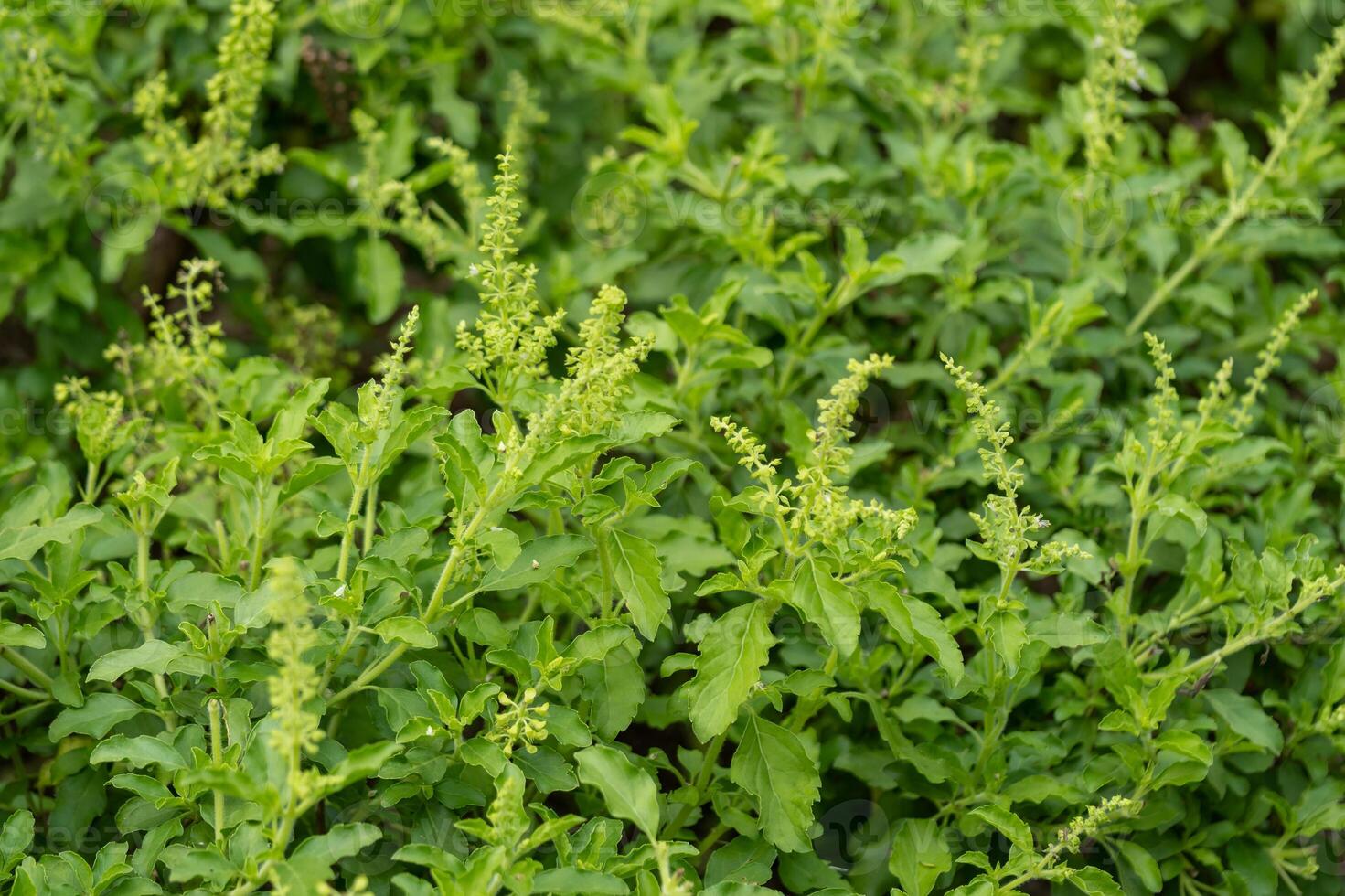 Lush organic herb cultivation insights from close-up views in nature's agricultural fields photo