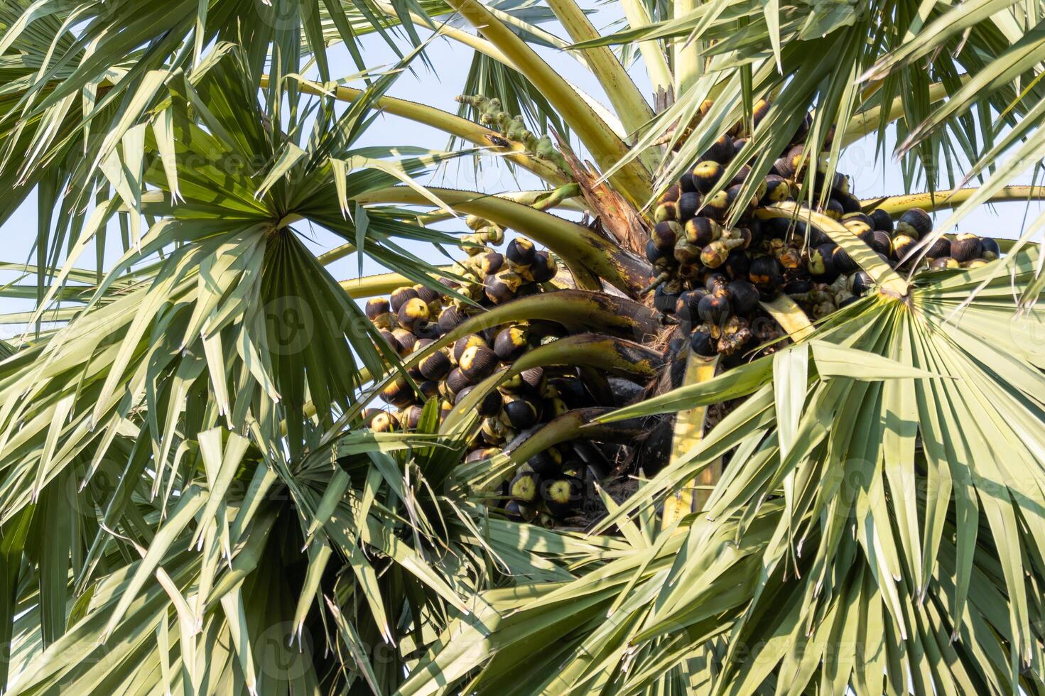 Harvesting black palm fruits tropical region nature outdoor close-up view organic growth photo