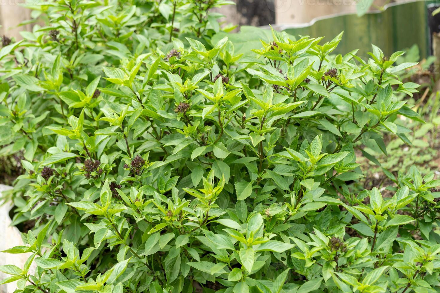 Lush green basil plants in organic garden nature close-up outdoor freshness concept photo
