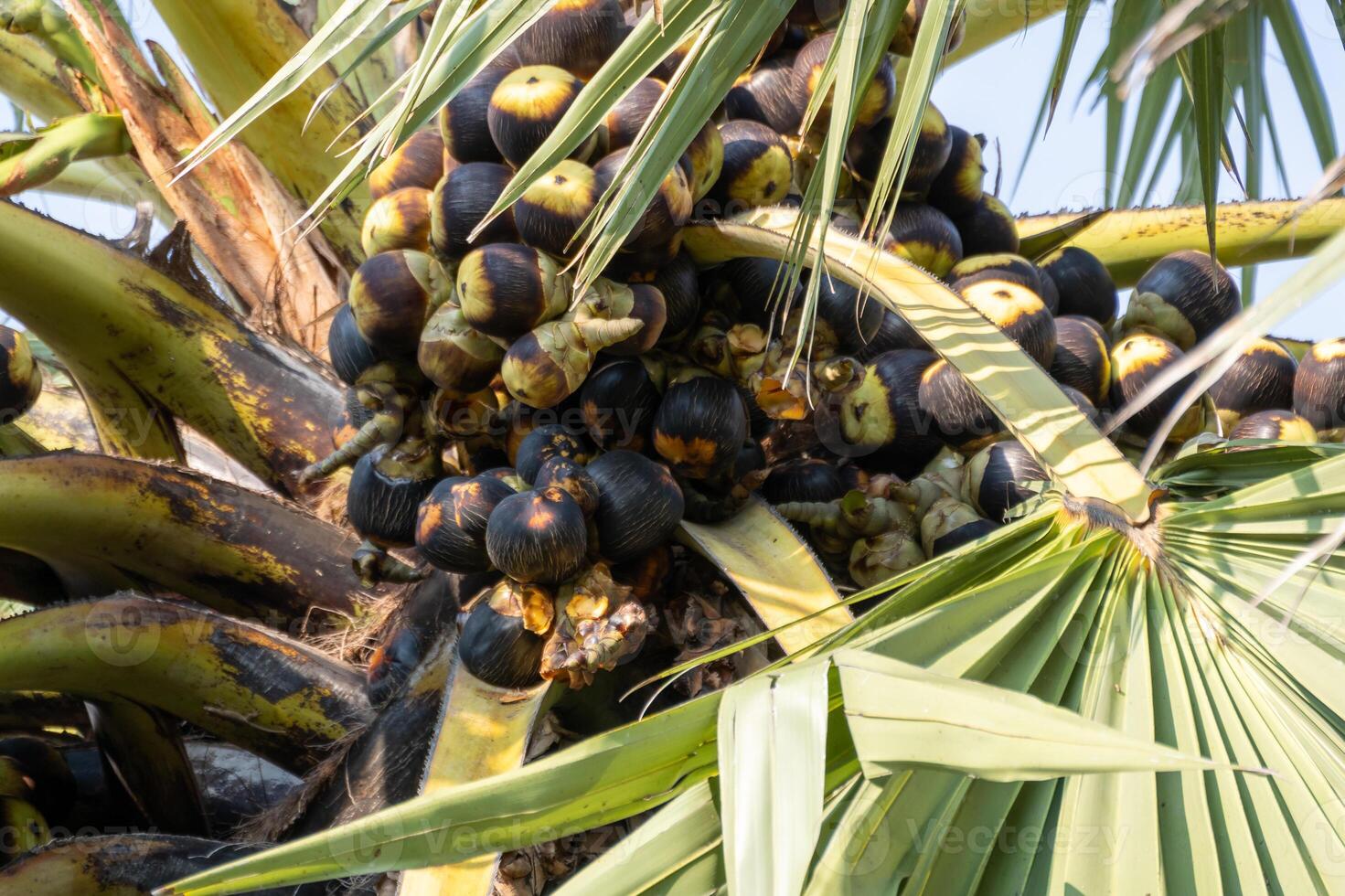 Close-up view of black sapote harvest in tropical landscapes and sustainable agriculture photo