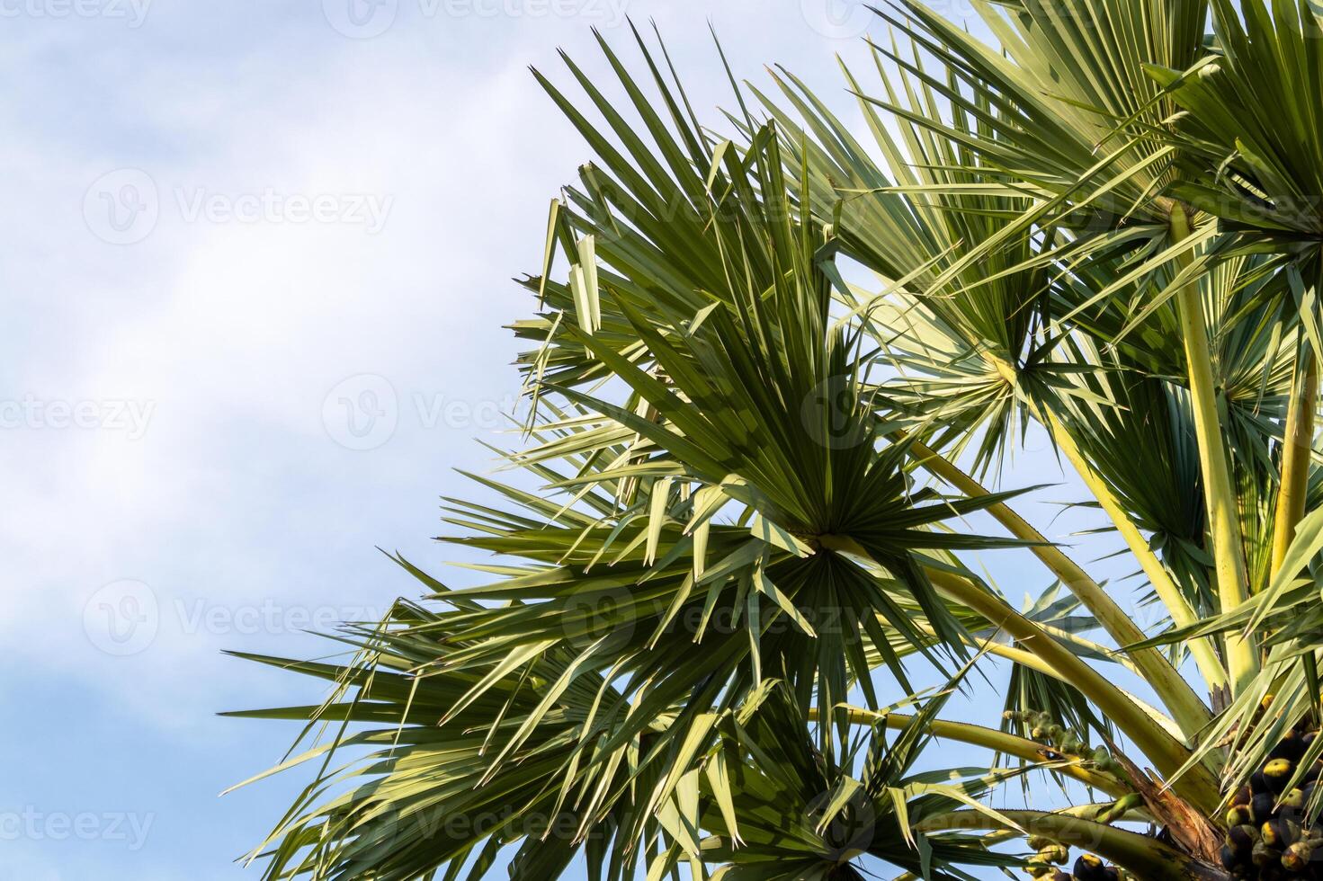 Palm fronds reaching skyward tropical landscape nature bright atmosphere upward view serenity photo