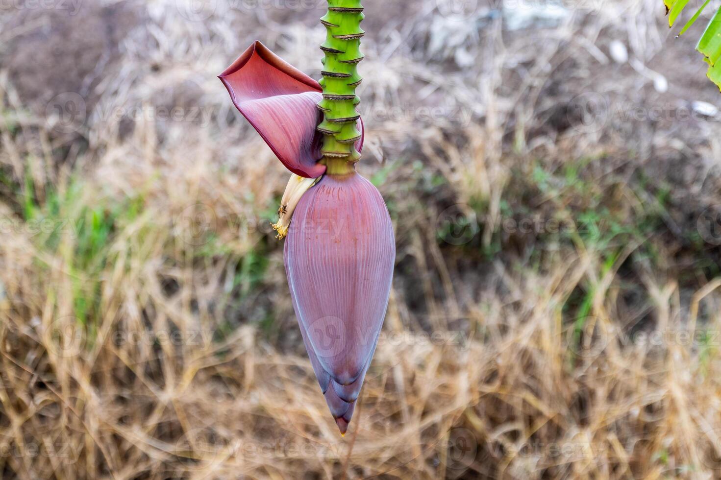 Banana blossom growth in tropical environment nature scene close-up view for awareness photo
