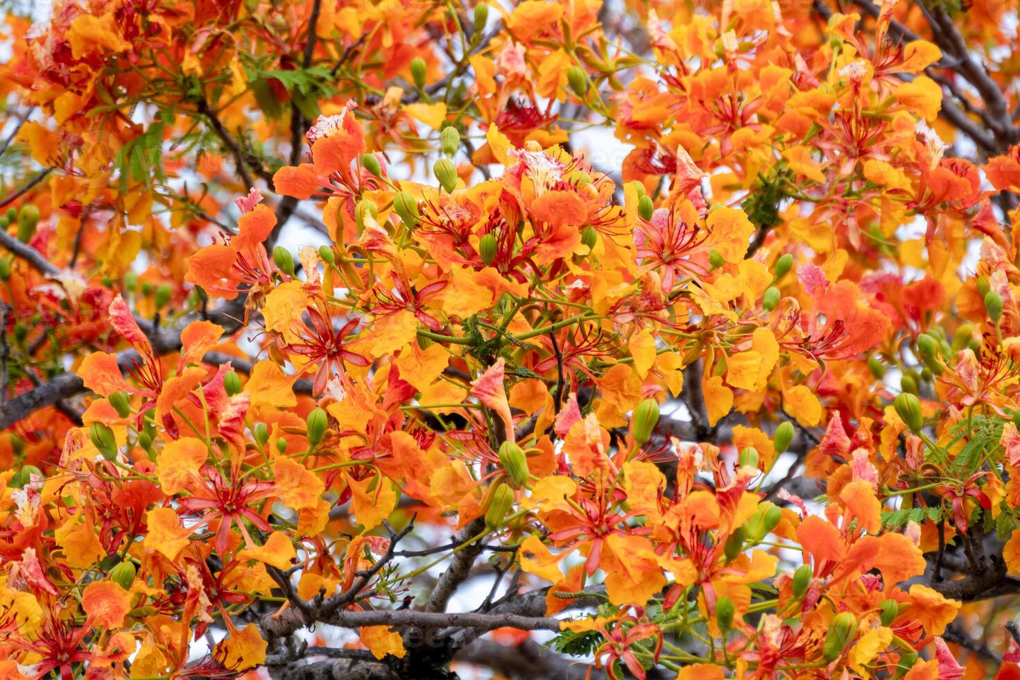 Vibrant orange flowers blooming in nature close-up view tropical environment floral beauty photo