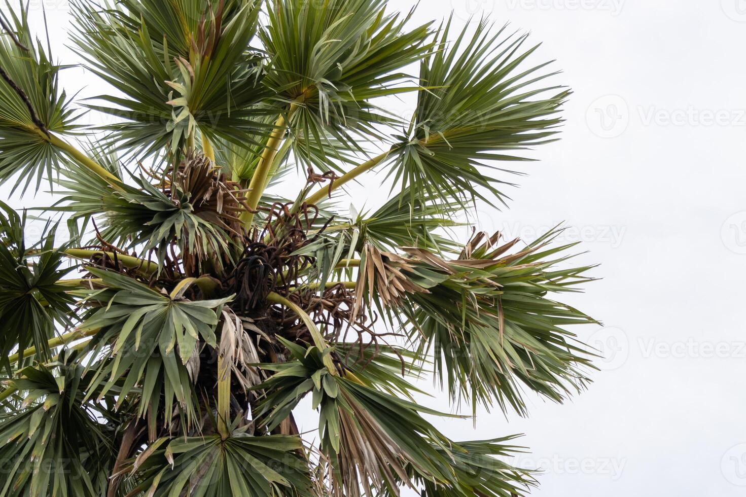 Vibrant palm tree growth tropical climate nature outdoor low angle botanical splendor photo