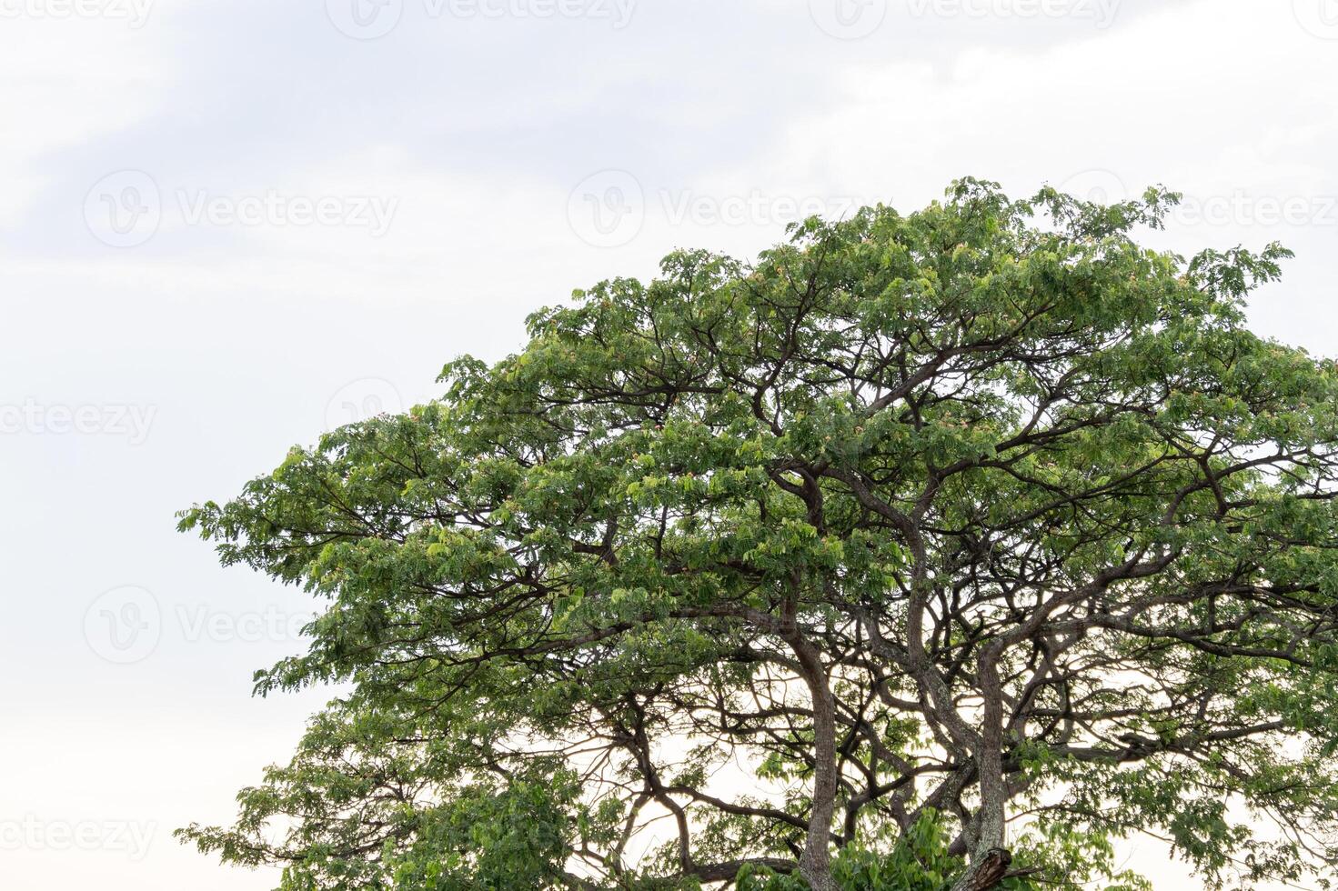 Nature scene majestic tree against clear sky outdoor tranquil setting close-up view photo