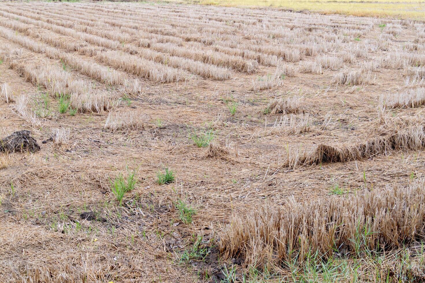 Harvested field after crop season rural area nature open space ground level agriculture impact photo