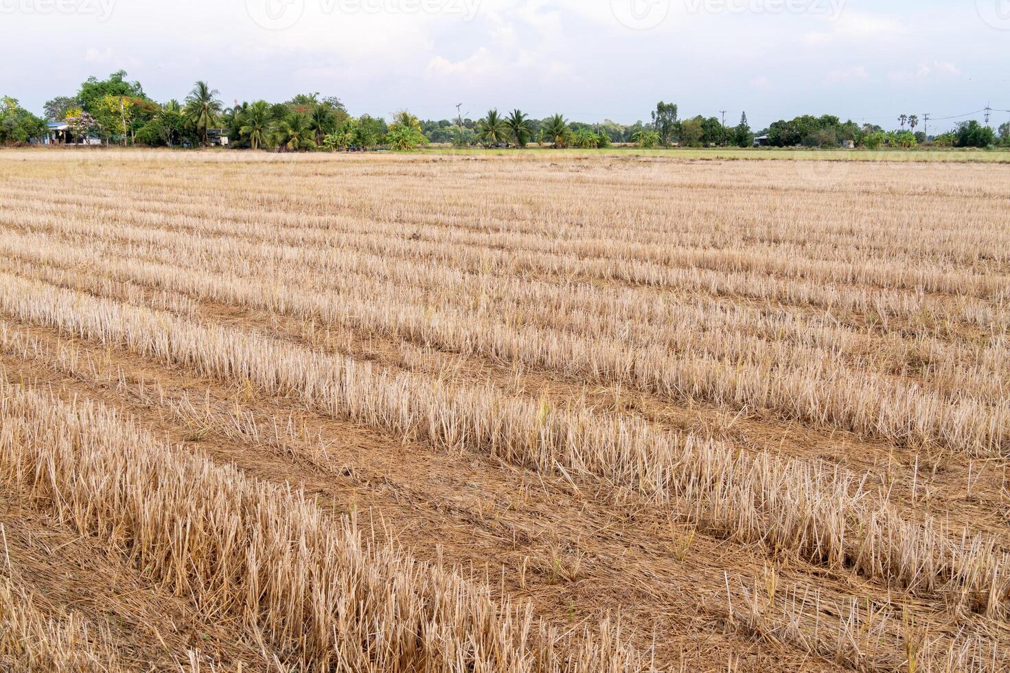 Harvested rice fields rural area agriculture dry environment aerial view post-harvest process photo