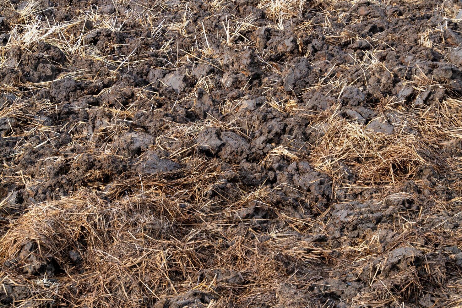 Ground-level view of sustainable agricultural practices for soil management in rural environments photo