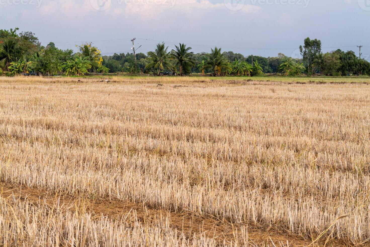 Rural fields harvesting rice amidst nature's serenity and agriculture photo