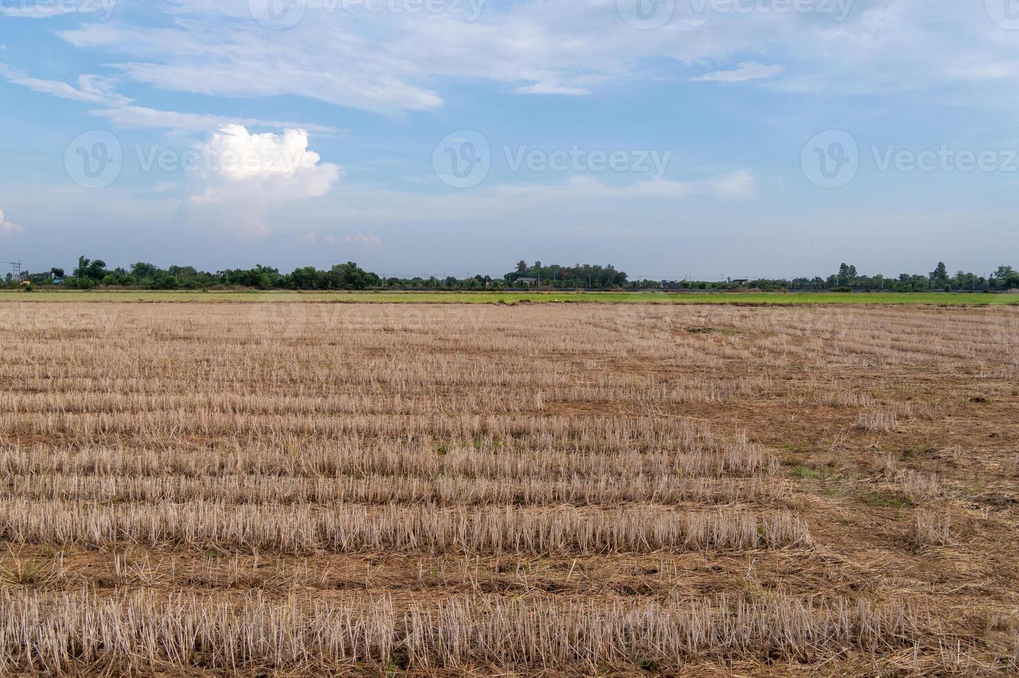 Harvesting rice fields rural landscape clear sky wide angle agricultural serenity photo