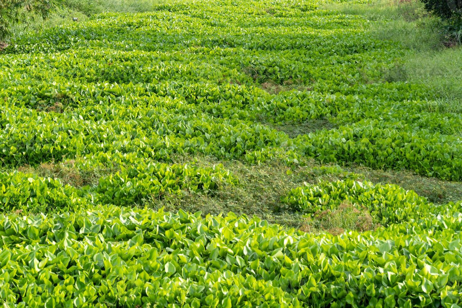 Aerial view of lush greenery covering wetland waterways an ecological perspective photo