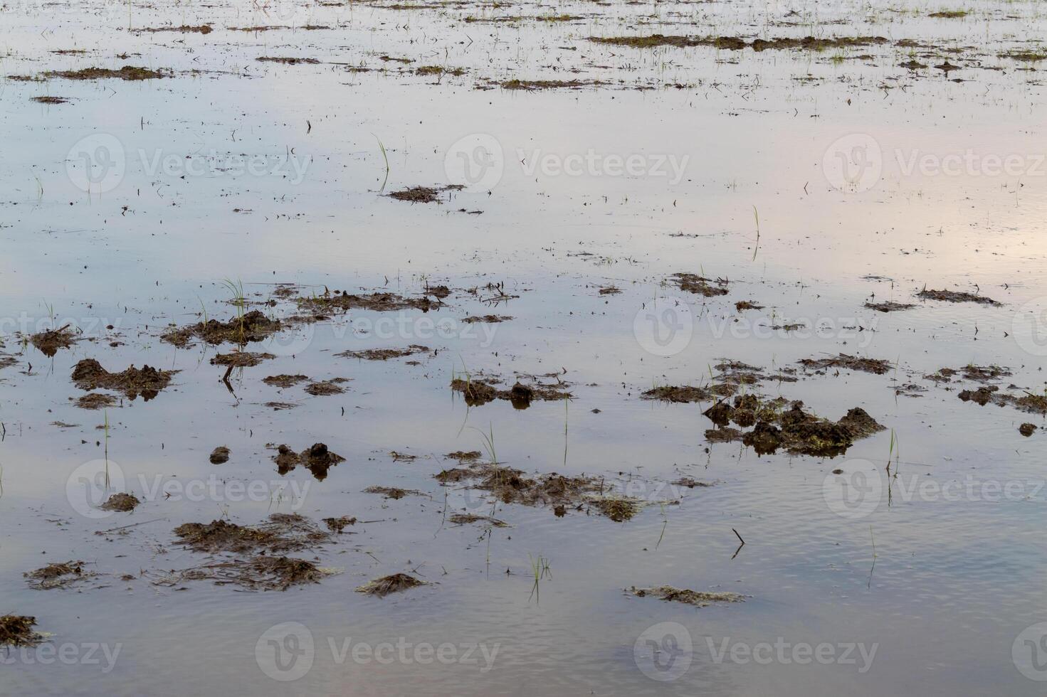Flooded field after rain agriculture area landscape rural environment serene viewpoint photo