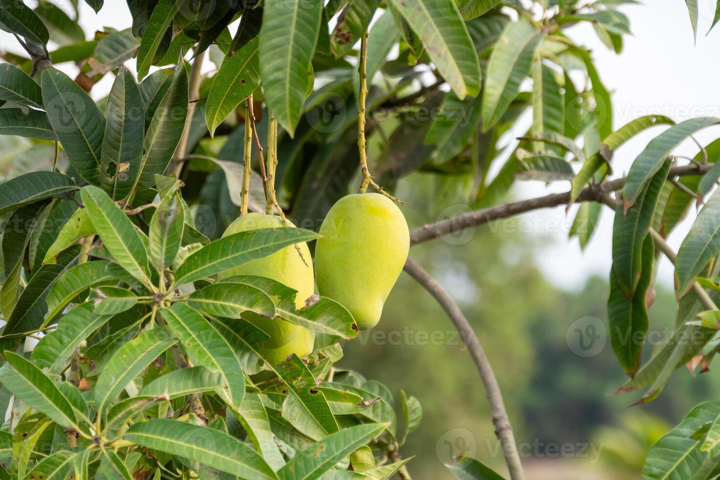 Mango harvesting season in lush green orchard nature organic farming close-up view photo