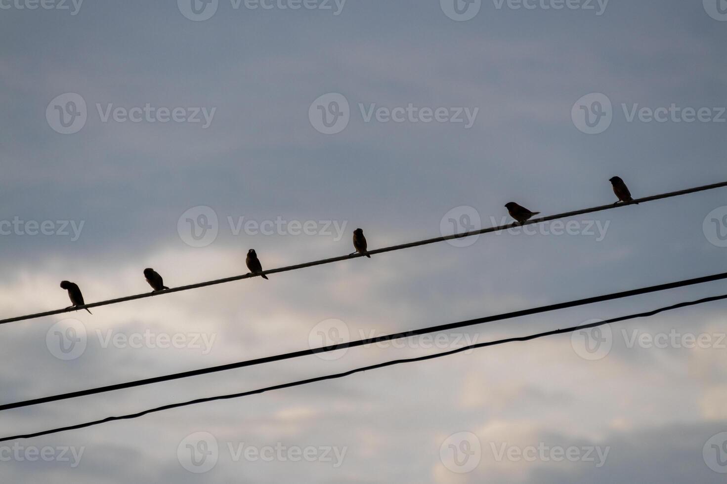 Birds perched power lines urban setting nature evening sky silhouette concept photo