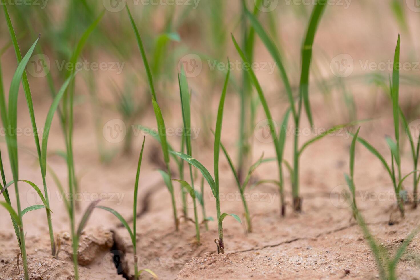 Growing grass sprouts dry soil agricultural field nature outdoor close-up resilience photo