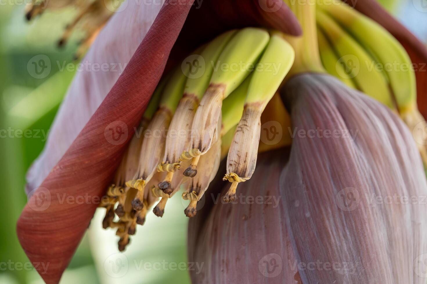 Banana flower blooming tropical garden close-up natural environment top view botanical concept photo