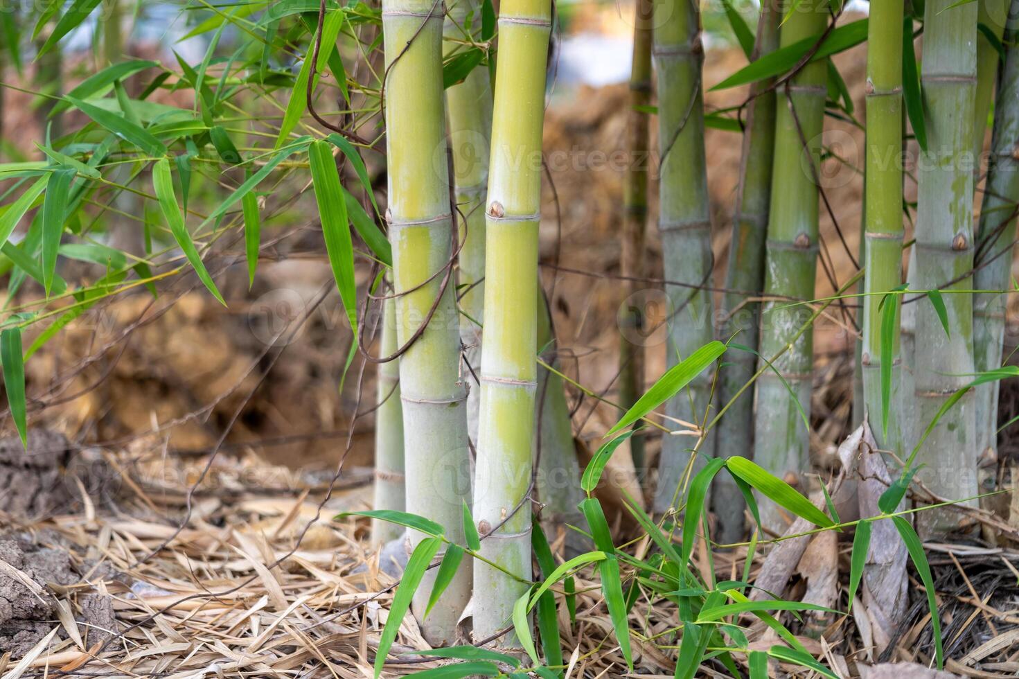 Bamboo growth in natural habitat forest setting botanical close-up tranquil environment photo