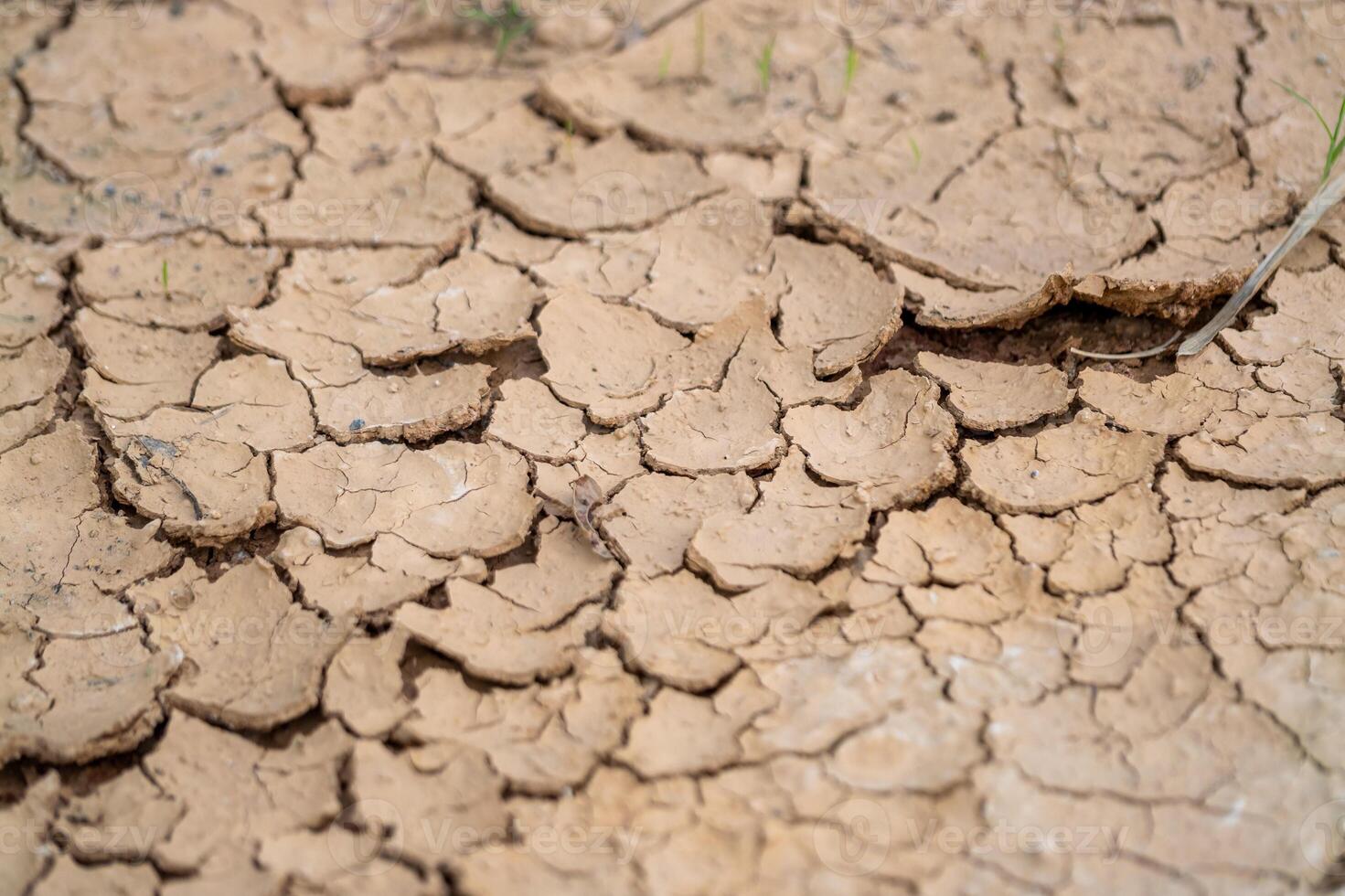 Drought impact soil cracks agriculture fields dry environment close-up view environmental awareness photo
