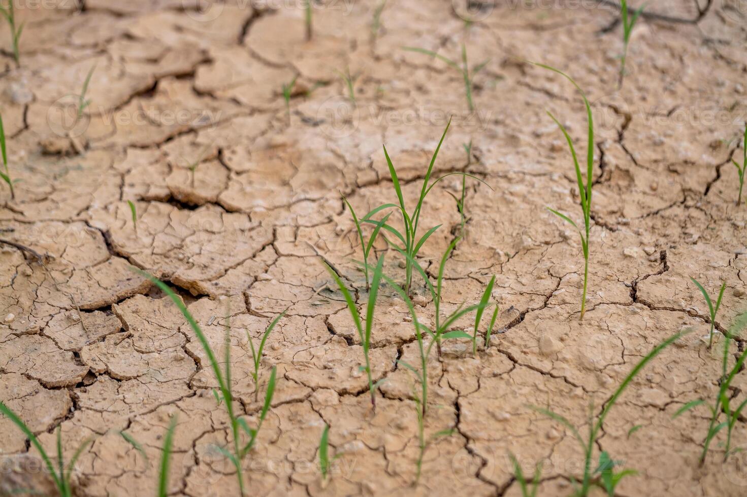 Drought impact agriculture dry fields nature rural landscape close-up view environmental concerns photo