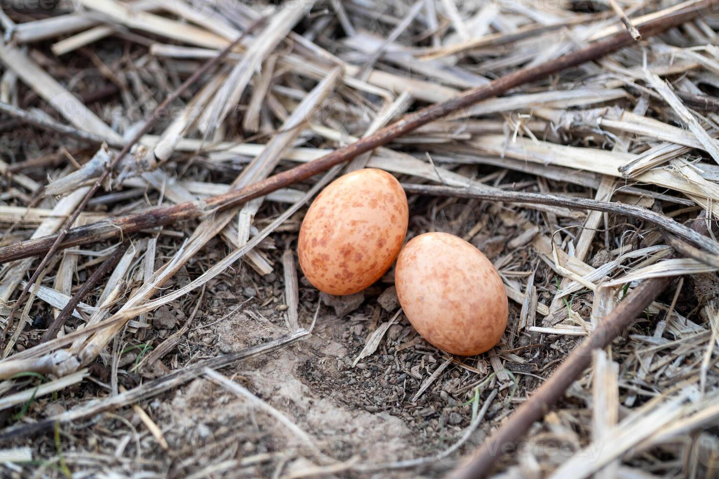 Nest eggs discovered the ground in a natural habitat close-up outdoor setting photo